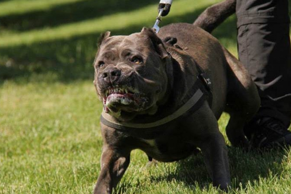 Российская полиция рассказала об опасных породах собак