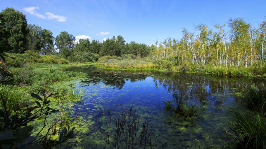 Памятник природы «Озеро Клюквенное» в Первомайском районе