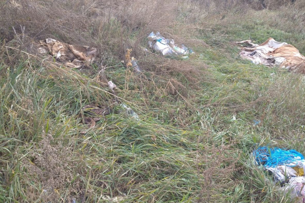 Ветслужба уберет незаконную свалку трупов животных в алтайском селе после жалобы общественника