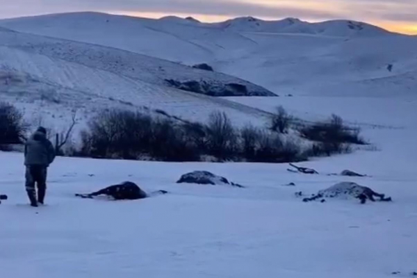 Неизвестные расстреляли 53 лошади в одном из районов Алтайского края